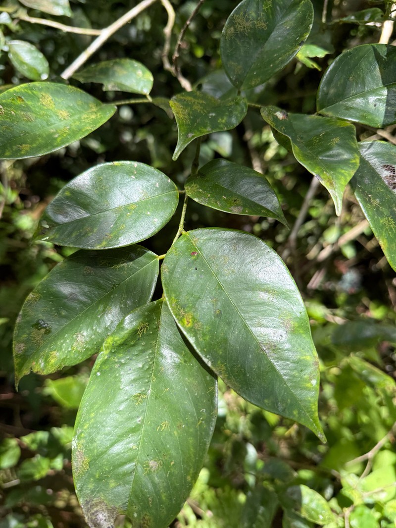 Moneybush photo 8