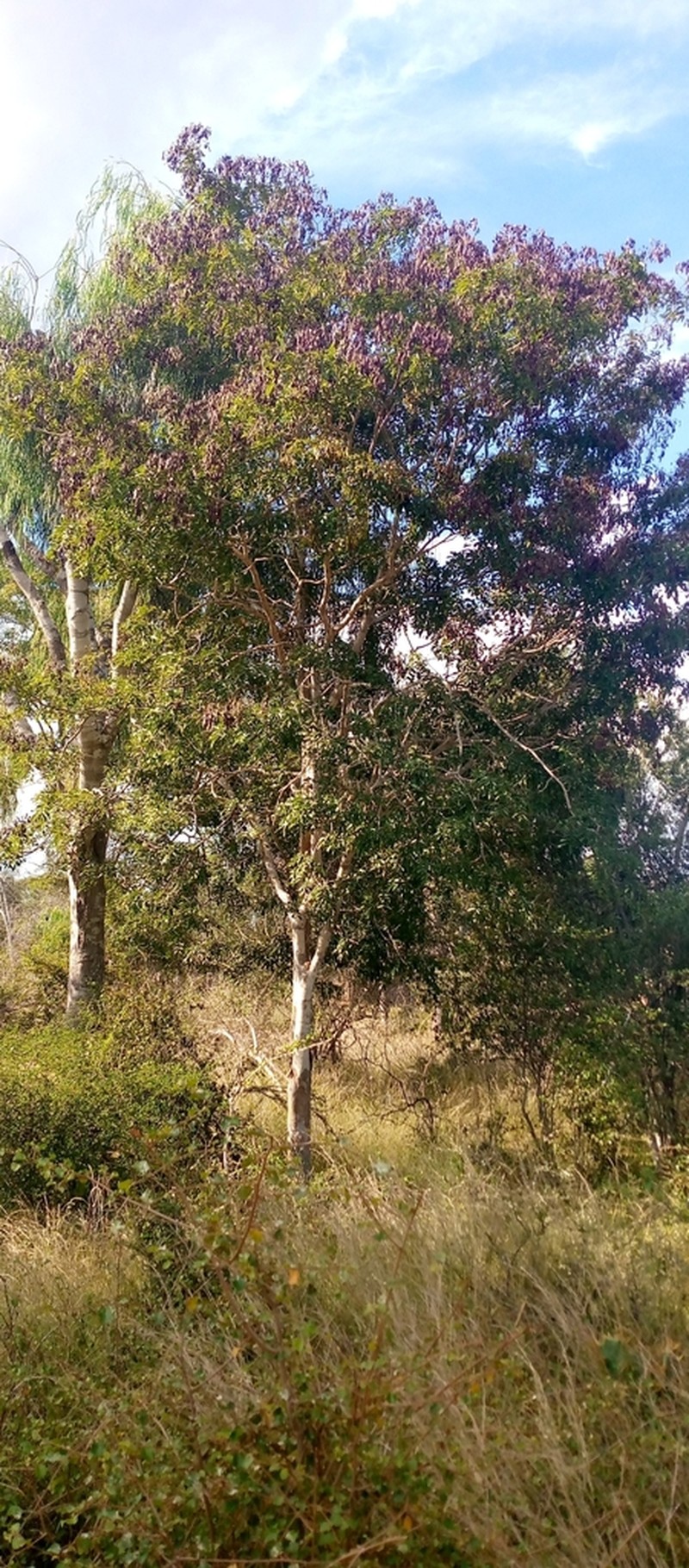 Dalbergia nemoralis