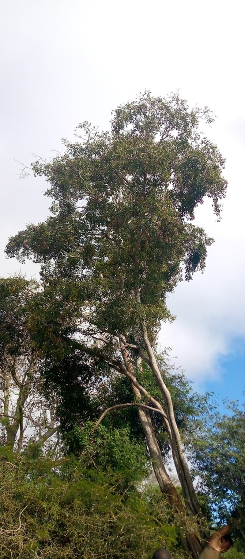 Dalbergia nemoralis photo 2