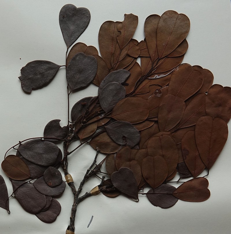 Dalbergia obcordata