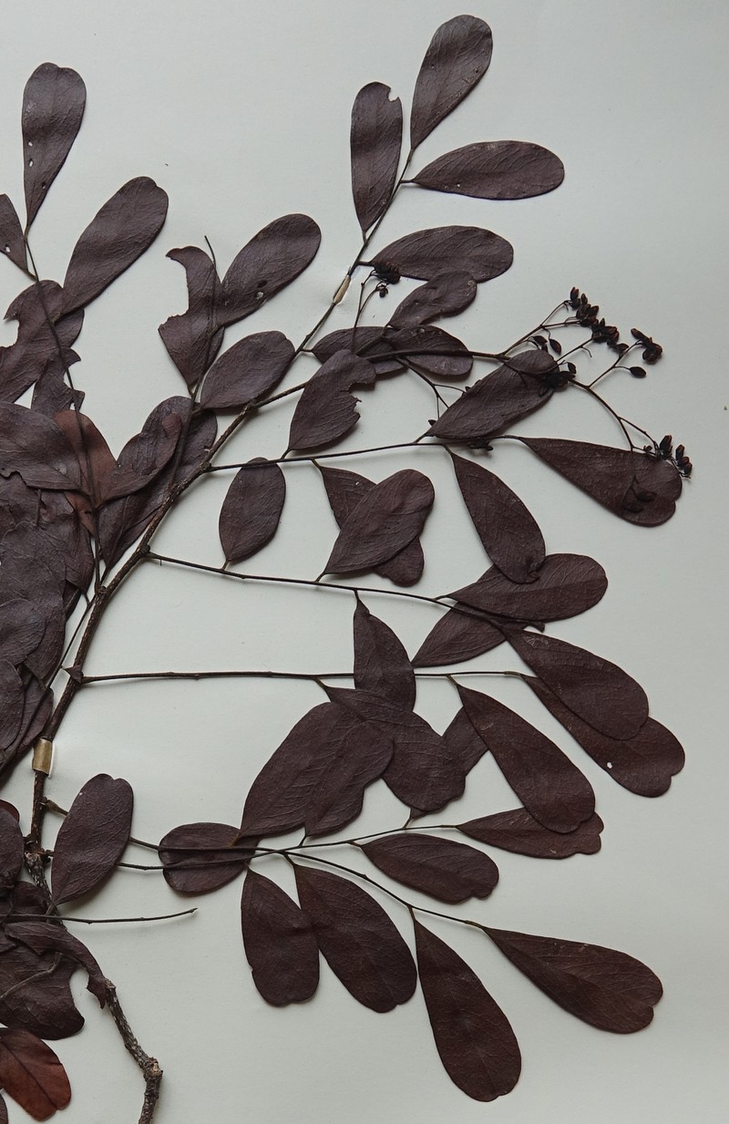Dalbergia obcordata photo 3