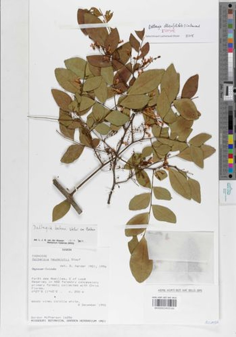 Dalbergia obliquifoliolata
