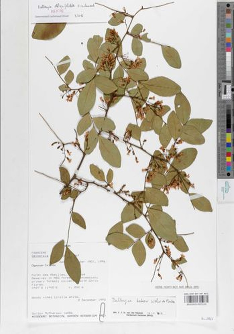 Dalbergia obliquifoliolata photo 2