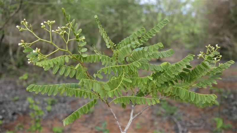 Dalbergia oronjiae