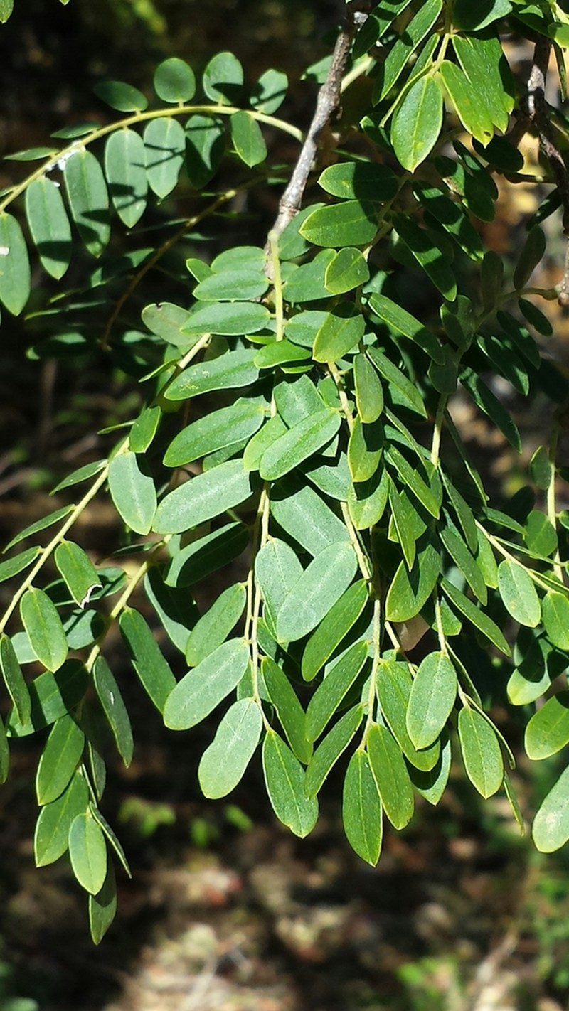 Dalbergia oronjiae photo 2