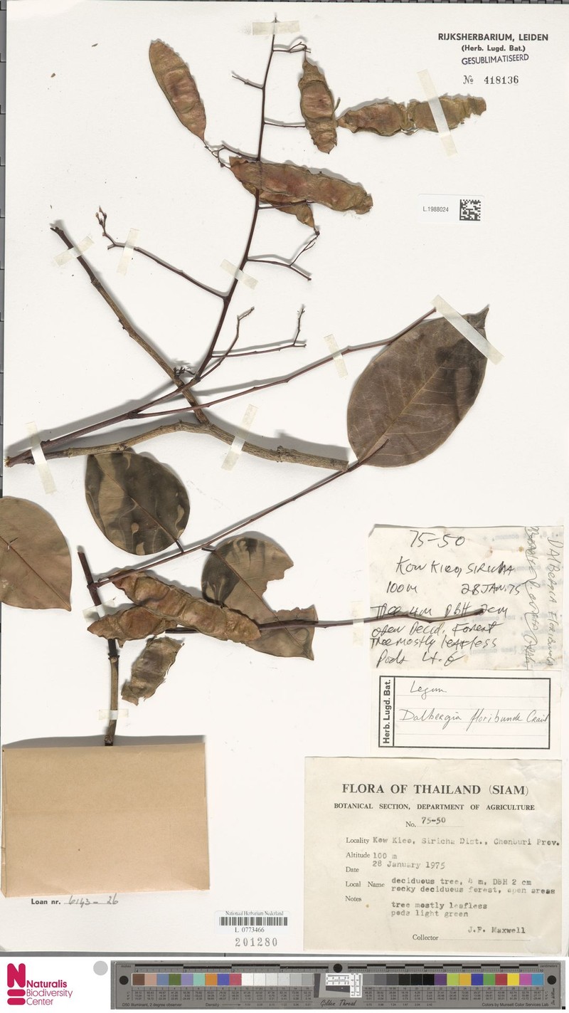 Dalbergia ovata var. ovata