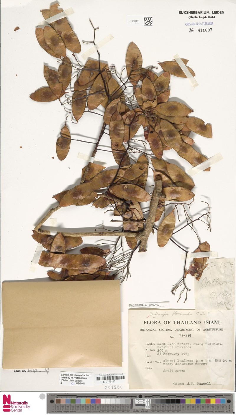Dalbergia ovata var. ovata photo 2