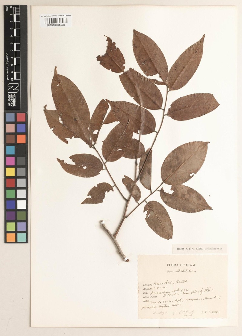 Dalbergia ovata var. ovata photo 3