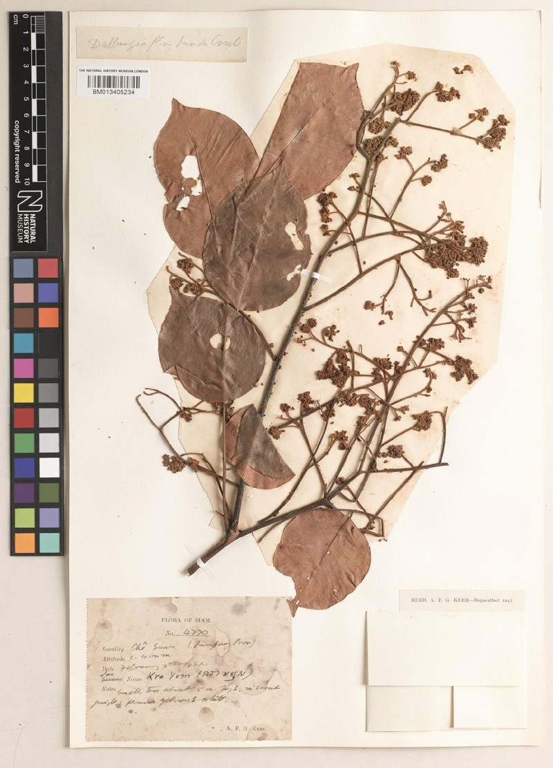 Dalbergia ovata var. ovata photo 4