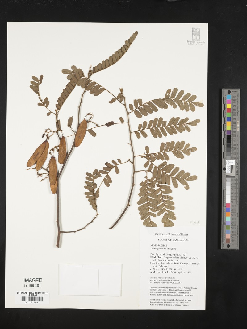 Dalbergia pinnata var. pinnata