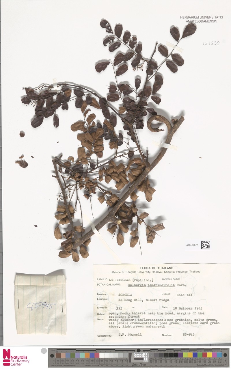 Dalbergia pinnata var. pinnata photo 2