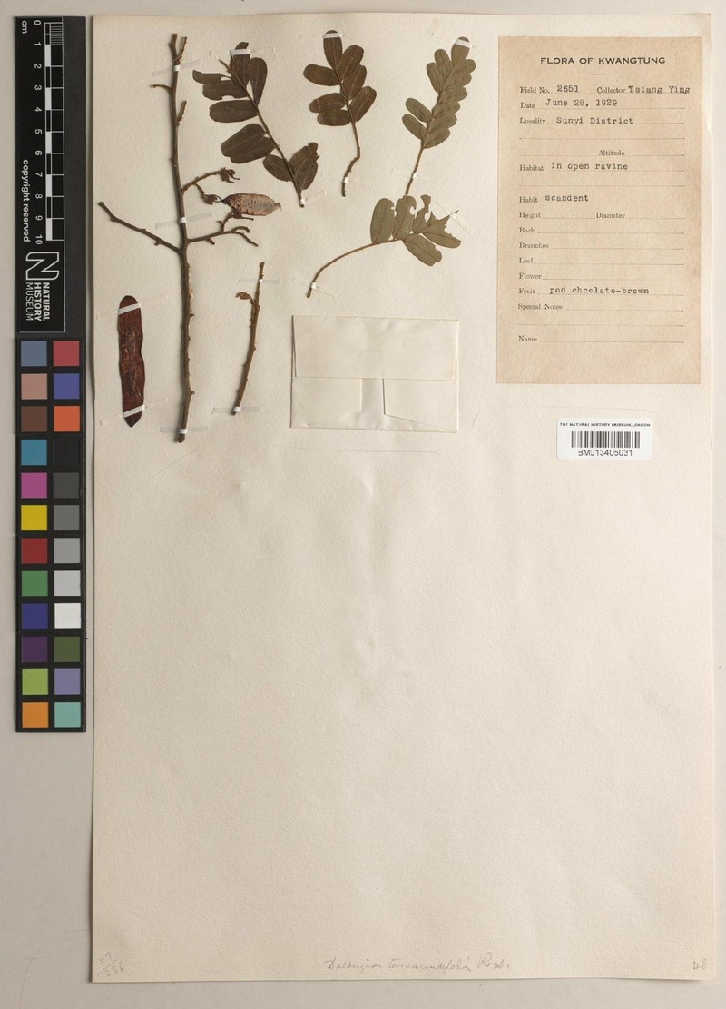 Dalbergia pinnata var. pinnata photo 3