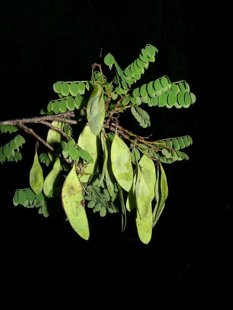 Dalbergia pseudomaritima photo 2
