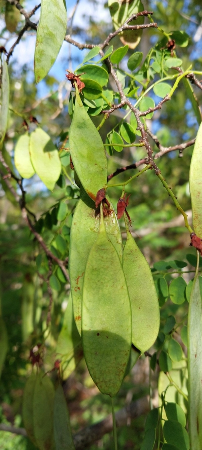 Dalbergia pseudomaritima photo 3