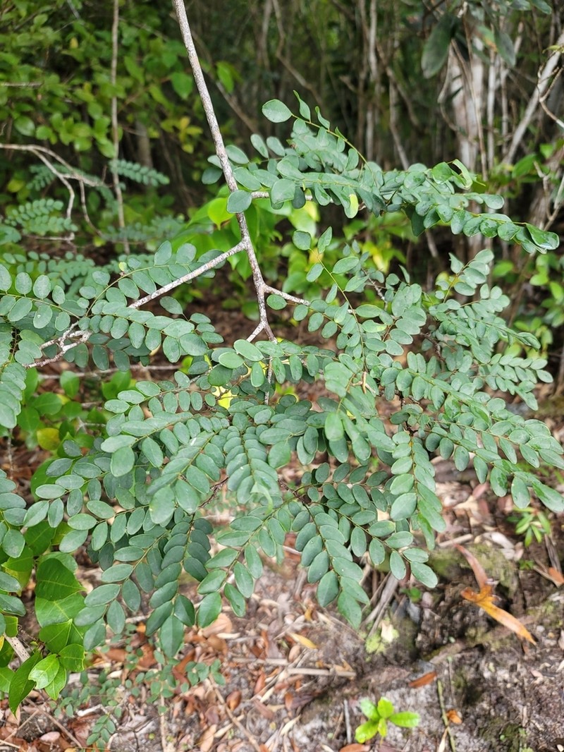Dalbergia pseudomaritima photo 4