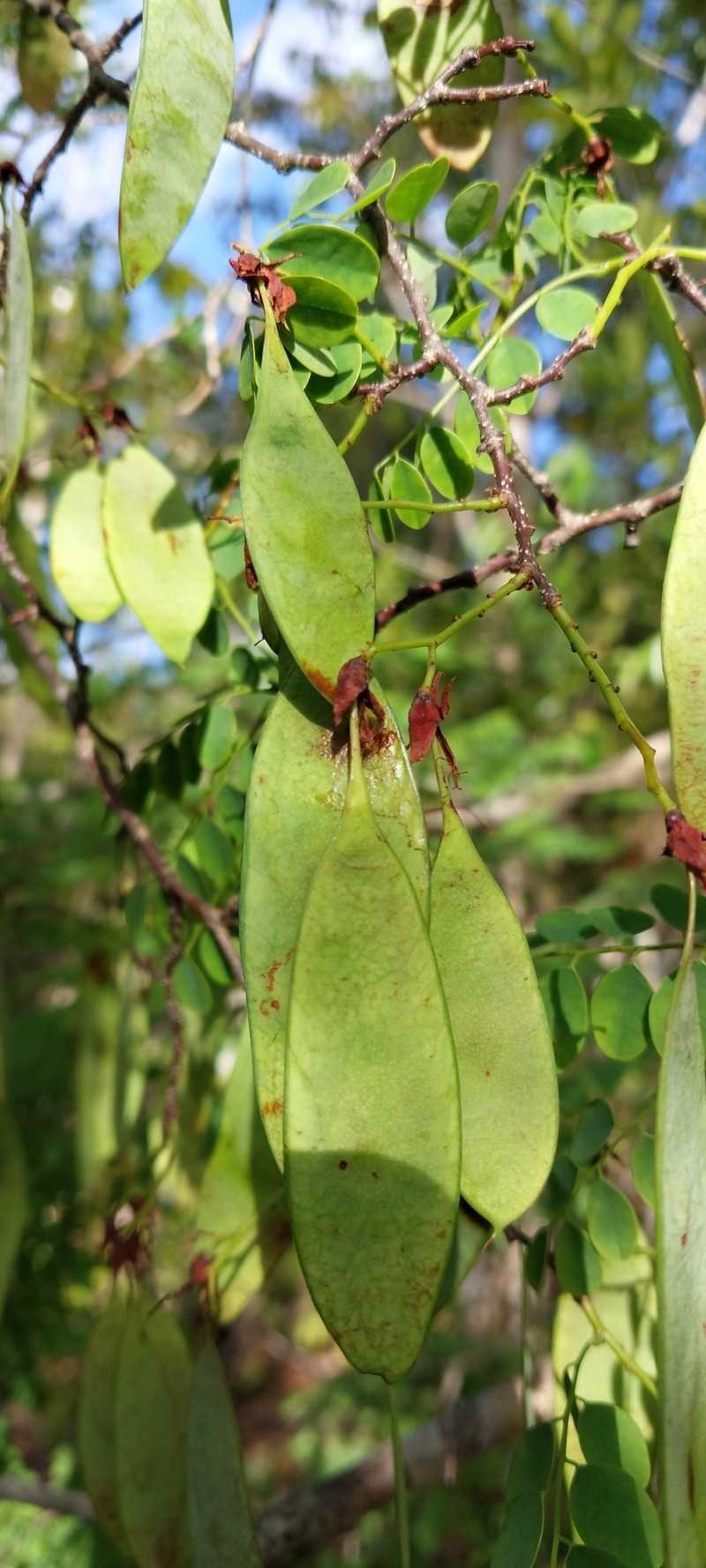 Dalbergia pseudomaritima photo 5
