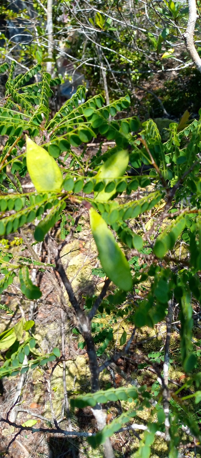 Dalbergia pseudomaritima photo 6