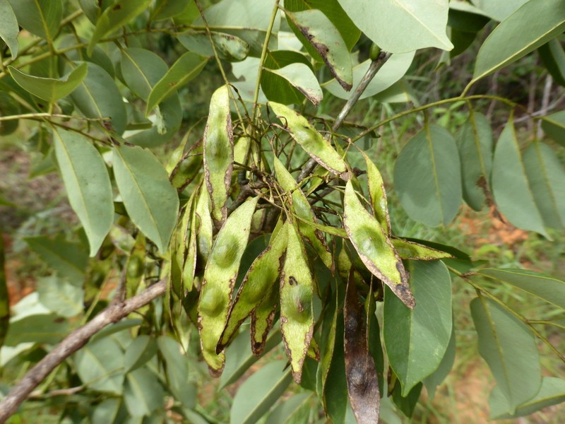 Dalbergia rajeryi