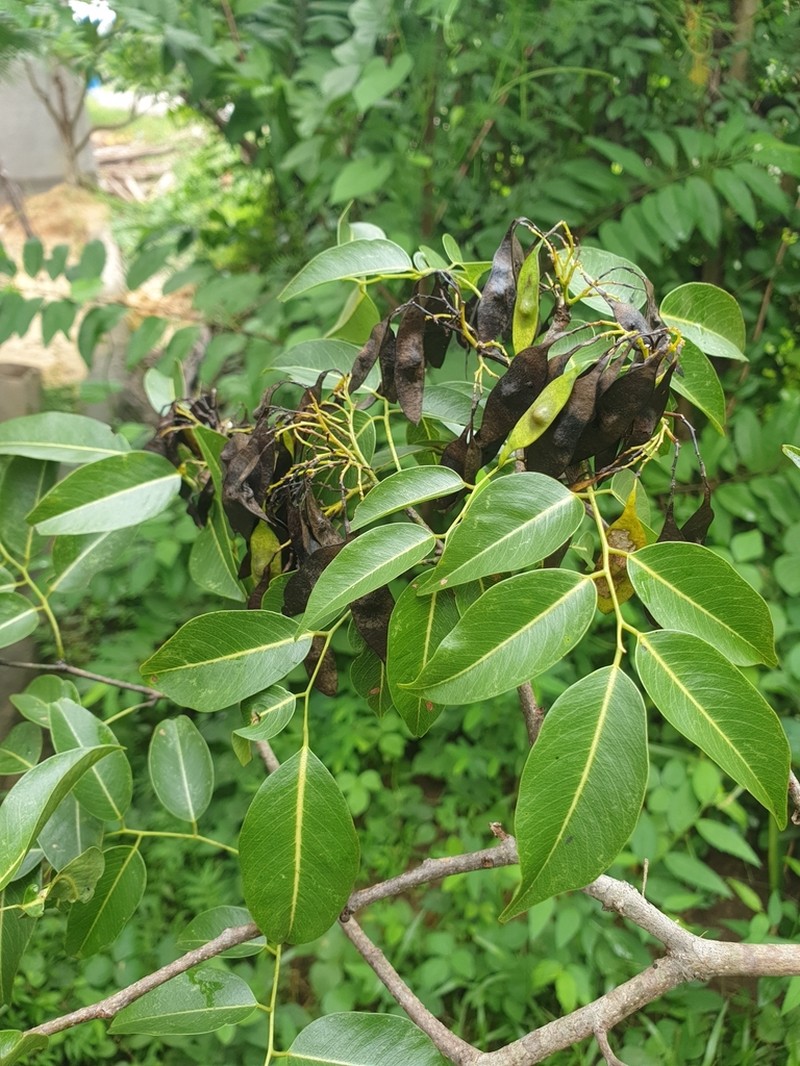 Dalbergia rajeryi photo 2