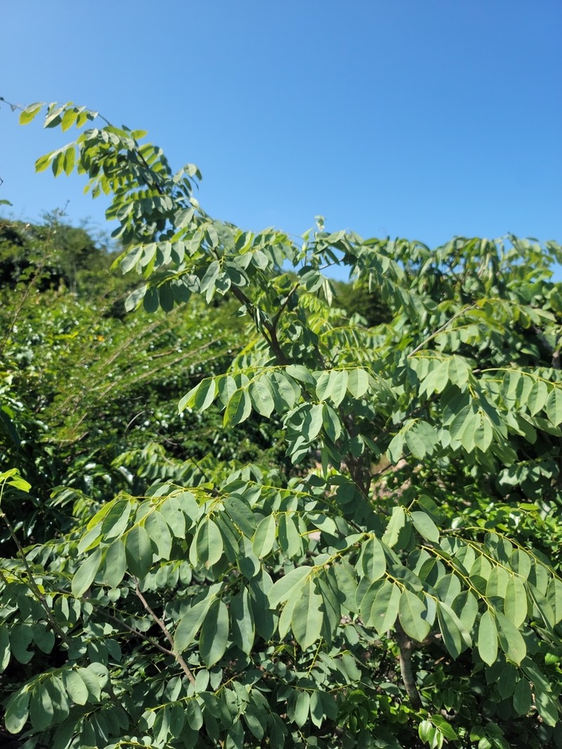 Dalbergia rajeryi photo 3