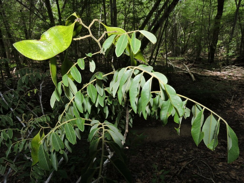Dalbergia rakotovaoi