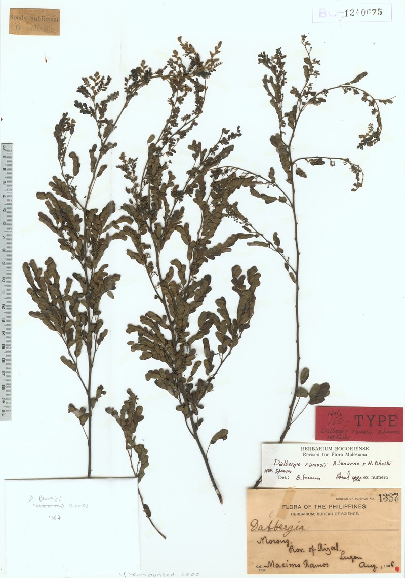 Dalbergia ramosii