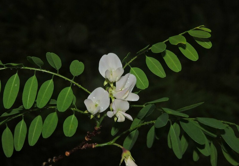 Dalbergia razakamalalae