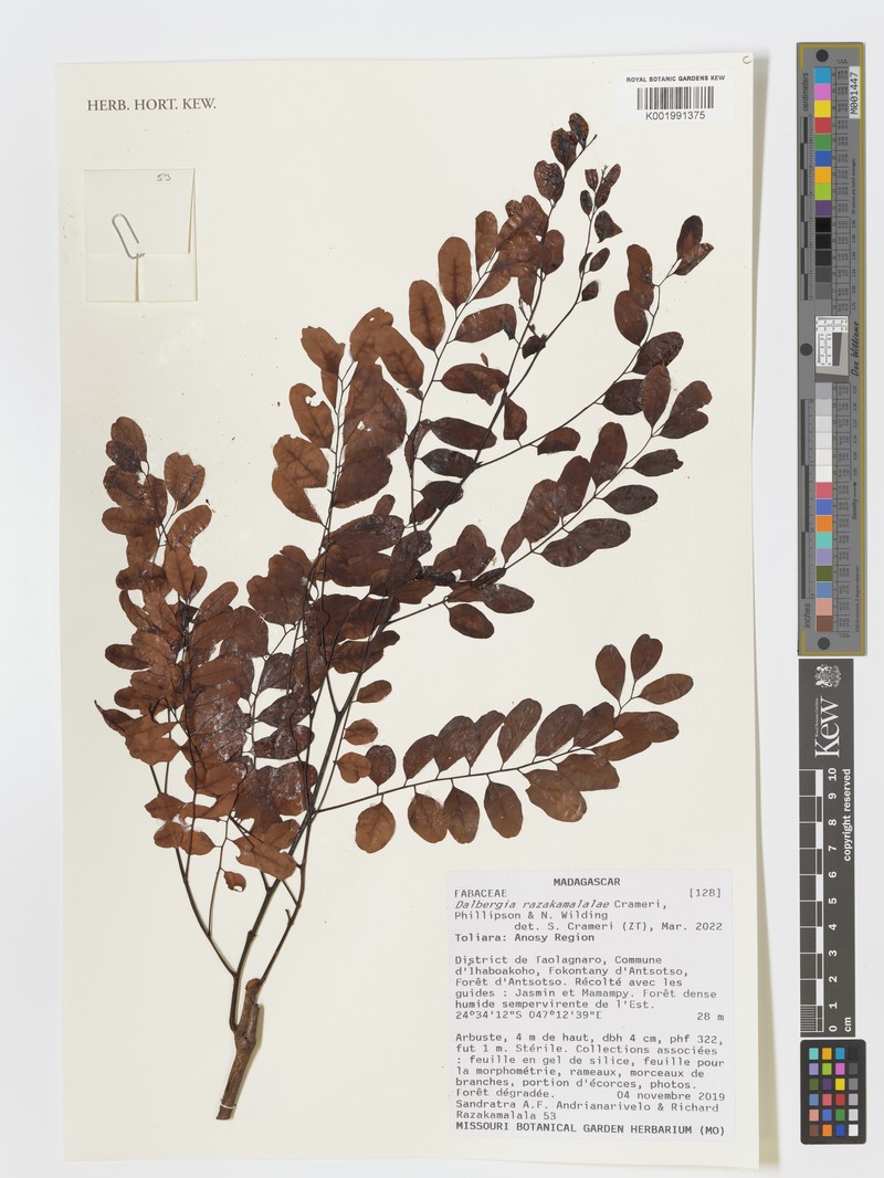 Dalbergia razakamalalae photo 3