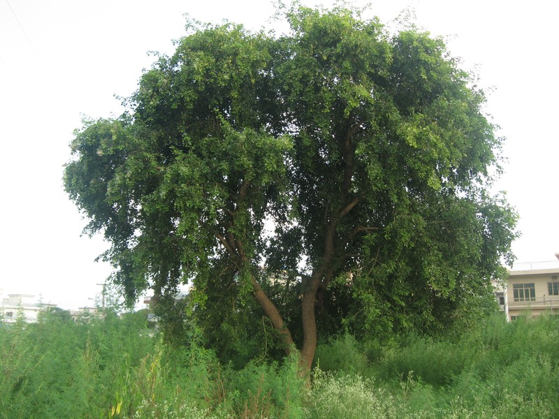Indian Rosewood photo 4