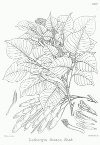 Indian Rosewood