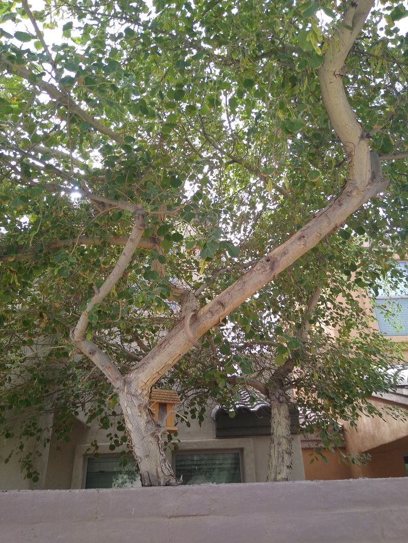 Indian Rosewood photo 2