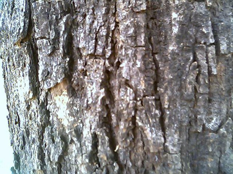 Indian Rosewood photo 6