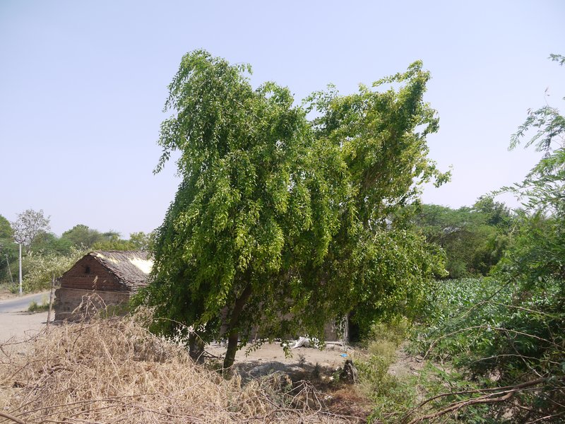 Indian Rosewood photo 7