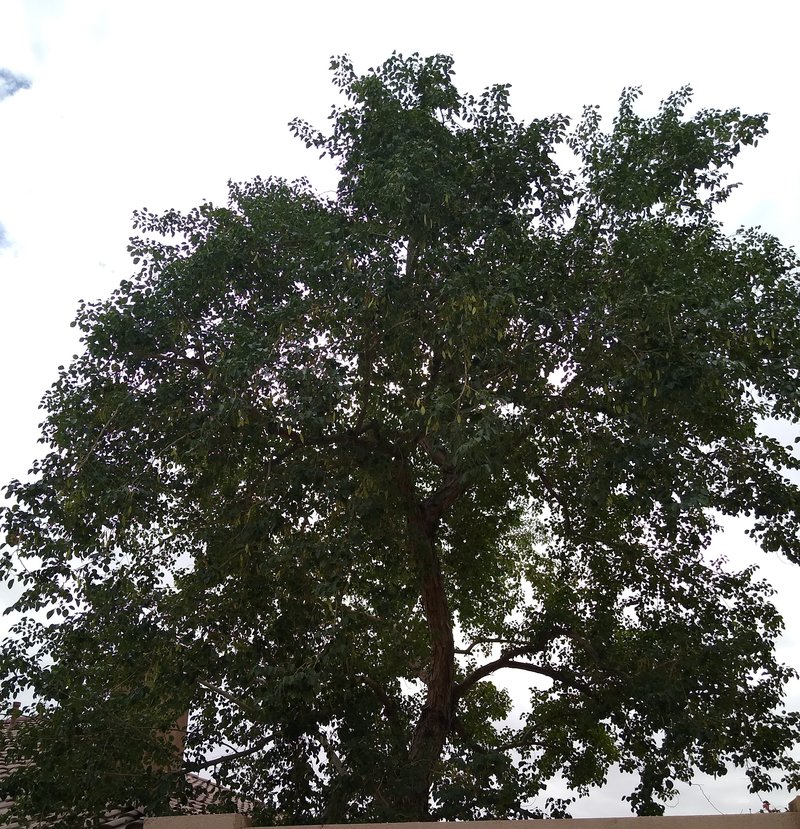 Indian Rosewood photo 8