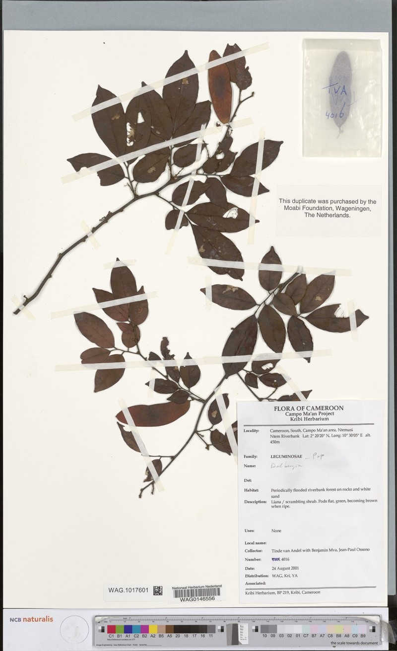 Dalbergia stenopetala