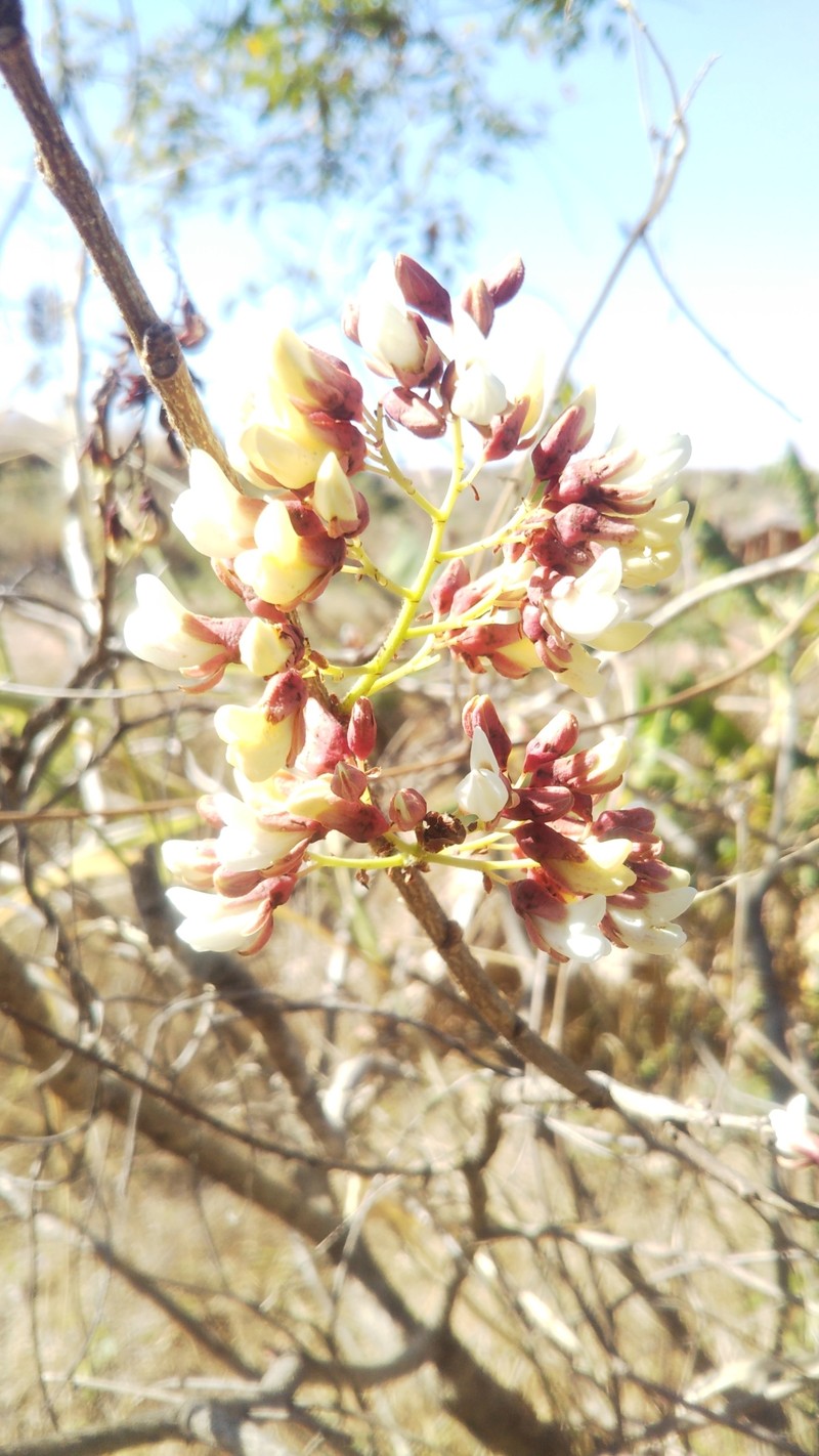 Dalbergia tricolor var. tricolor