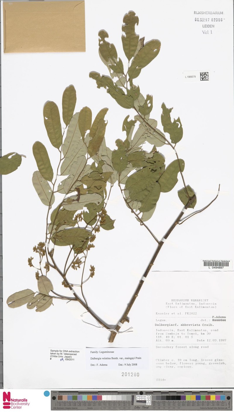 Dalbergia velutina var. maingayi