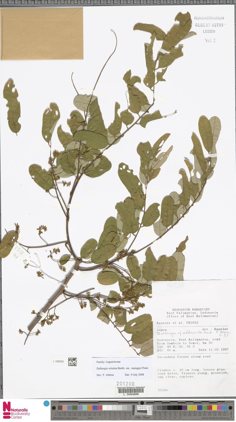 Dalbergia velutina var. maingayi photo 2