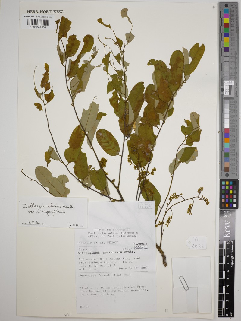 Dalbergia velutina var. maingayi photo 3