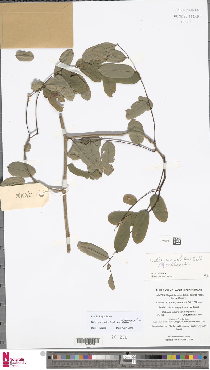 Dalbergia velutina var. maingayi photo 4