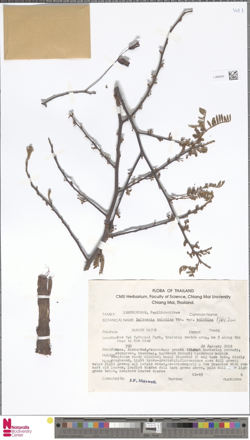 Dalbergia velutina var. velutina