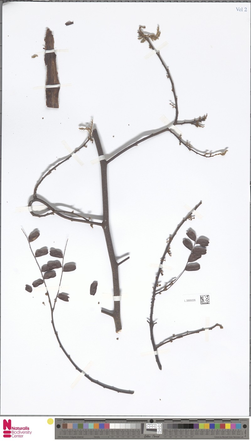 Dalbergia velutina var. velutina photo 2