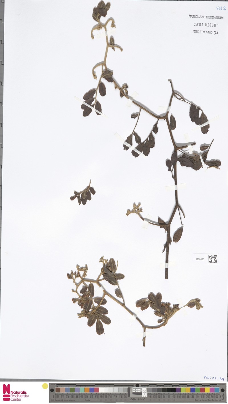 Dalbergia velutina var. velutina photo 3