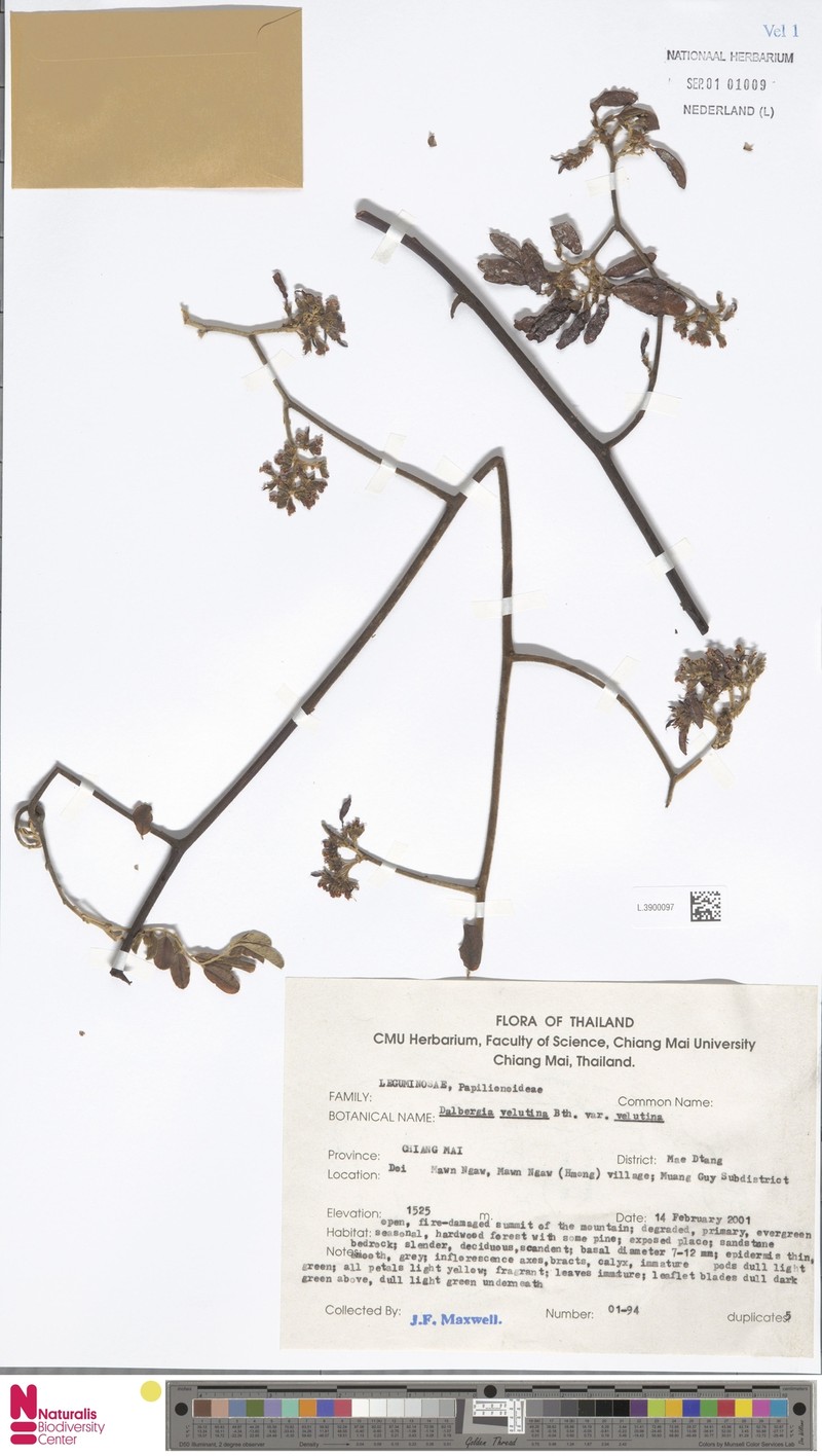 Dalbergia velutina var. velutina photo 4