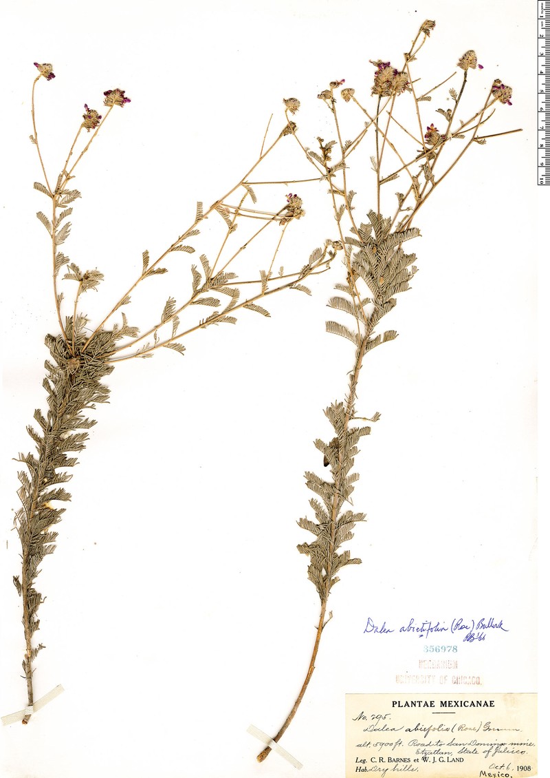 Dalea abietifolia