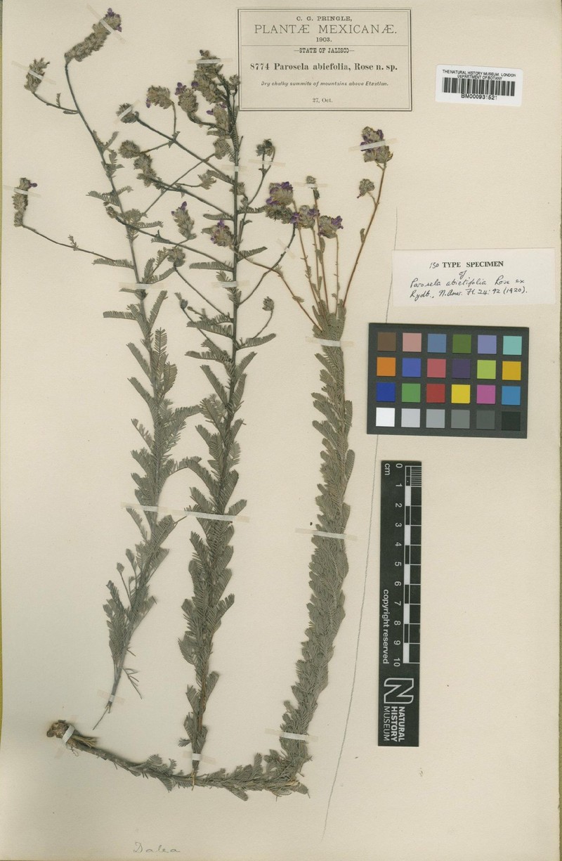 Dalea abietifolia photo 2