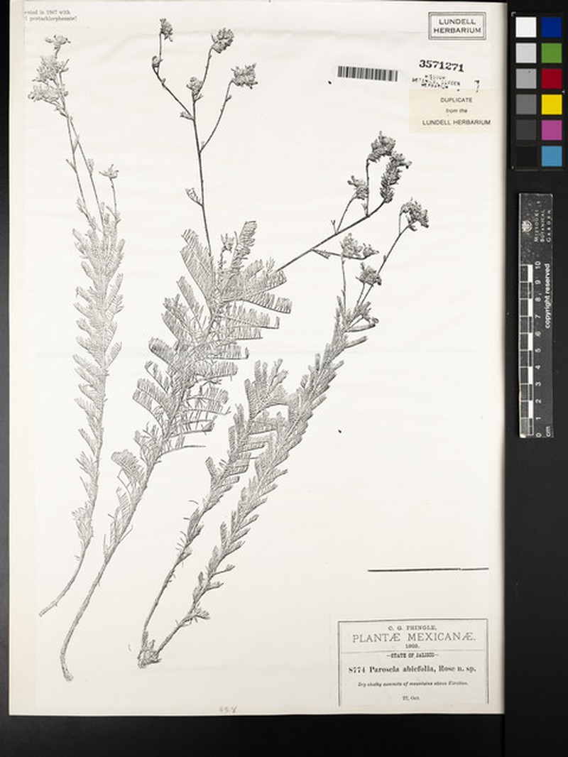 Dalea abietifolia photo 3