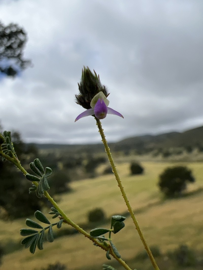 Dalea aenigma