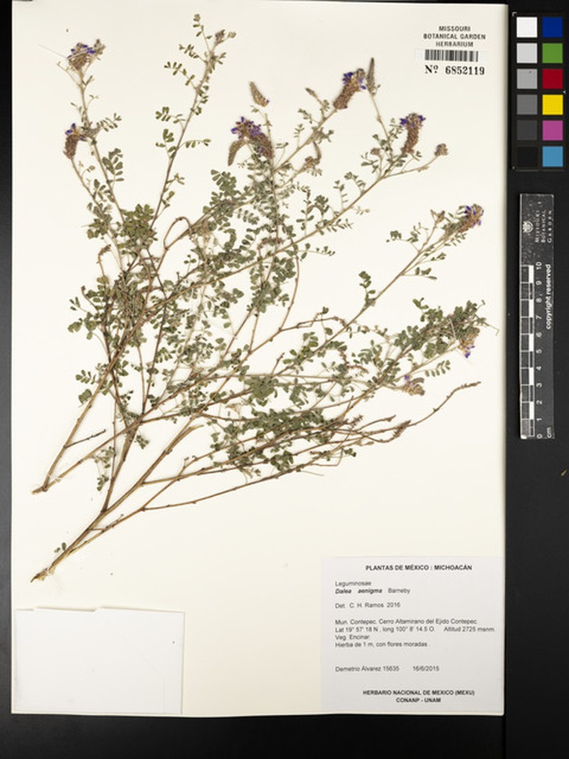 Dalea aenigma photo 2