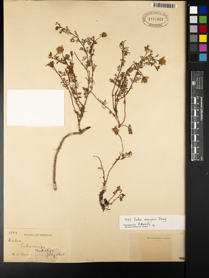 Dalea aenigma photo 3